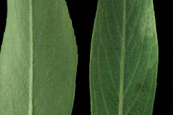 Salix purpurea. Lower (left) and upper leaf surfaces showing dense stomata evenly spread on upper leaf surface.
 Image: D. Glenny © Landcare Research 2020 CC BY 4.0